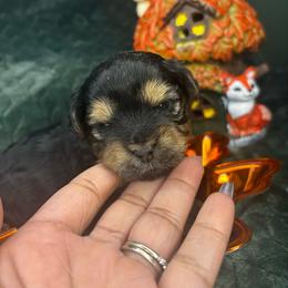 Short Cake - Black and tan female Yorkshire Terrier puppy in Crandall, Texas from Dee’s pretty puppies