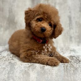 Melody - Red  female Poodle puppy in Belleville, New Jersey from TK Poodles