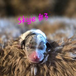 Skye 3 - Blue merle female Aussiedoodle puppy in Redding, California from House Merrills Minis and Doodles
