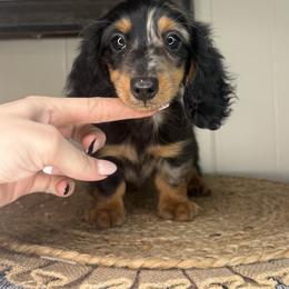 Horizon - Dapple male Dachshund puppy in Ava, Missouri from Beaver Creek Kennels