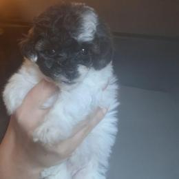 Lightening - Parti female Poodle puppy in Arkansas from Brew House