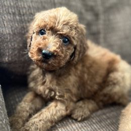 Poodle Puppies from Country Sundance Poodles