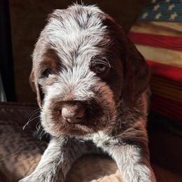 Thor - Brown and gray male Wirehaired Pointing Griffon puppy in Grangeville, Idaho from Happy Hollow Griffons