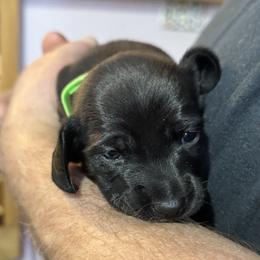 Green Collar - Black male Dachshund puppy in Johnson, Vermont from RBP Dachshunds