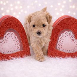Maltese and Maltipoo Puppies from Chez Lexi Kennels