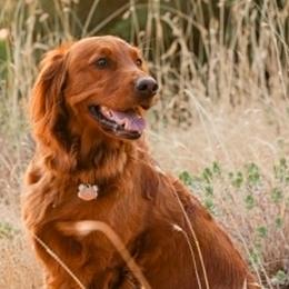 Everest - Golden Retriever