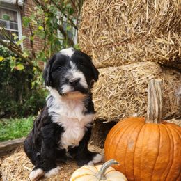 Captain - Black and white male Portuguese Water Dog puppy in Williamsport, Pennsylvania from Petersheim Porties