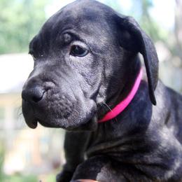 Girl 2 - female Cane Corso puppy in Saint Cloud, Florida from Harlow Cane Corso