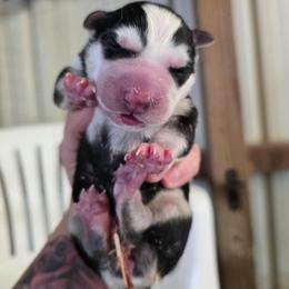 1 - Black and white female Siberian Husky puppy in Addison, Michigan from Gray Run Siberian Huskies