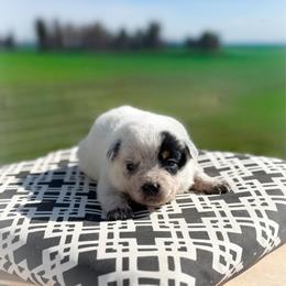 Pink collar - Blue speckled female Australian Cattle Dog puppy in Spokane, Washington from 4D Cattle Dogs