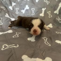 Girl 3 - Red merle female Miniature American Shepherd puppy in Iola, Kansas from Elm Creek Mini’s