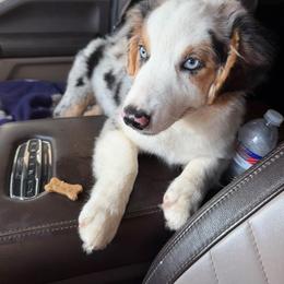 Malibu - Blue merle female Miniature American Shepherd puppy in Groesbeck, Texas from Empire Miniature American Shepherds