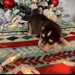 Ella - Tri-color female Pomsky puppy in Grandview, Washington from Alyssa’s pomsky’s