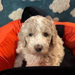 Apex - Cream female Poodle puppy in Elkin, North Carolina from Poodle and Doodle Haven