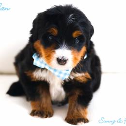 Spider Man - Phantom male Bernedoodle puppy in Diamond Bar, California from Furrytaildoodles