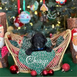 Australian Labradoodle Puppies from Sandcastle Labradoodles