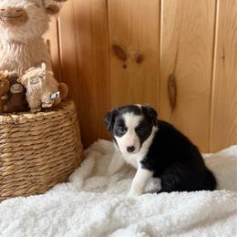 Nova - Black and white female Border Collie puppy in Owenton, Kentucky from Three16 Ranch