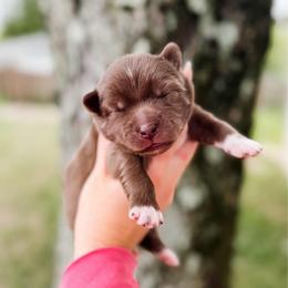 Brioche - Chocolate male Pomsky puppy in Cleveland, Ohio from Lake Point Pomskies