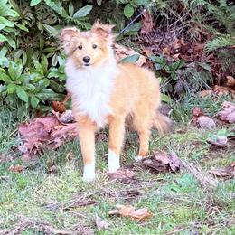 Simon - Sable and white male Shetland Sheepdog puppy in Portland, Washington from Mountain Ash Farms