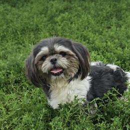 Gloria - Shih Tzu