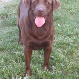 Labrador Retriever All Grown Up from Sampson Labrador Retrievers