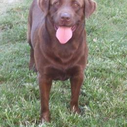 Labrador Retriever All Grown Up from Sampson Labrador Retrievers