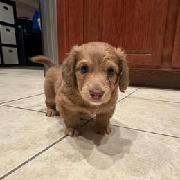 Uno - Chocolate and tan male Dachshund puppy in Saginaw, Texas from Saginaw Dachshunds