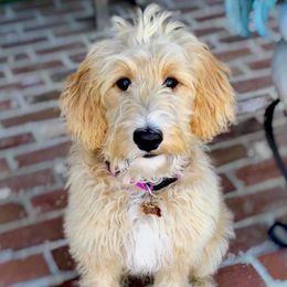 Bulldogs, Cavapoos, and Goldendoodles from Bailey’s Cajun Canines