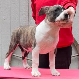 Female 3 - Blue fawn brindle female American Staffordshire Terrier puppy in Roseburg, Oregon from Bold & Beautiful Amstaffs