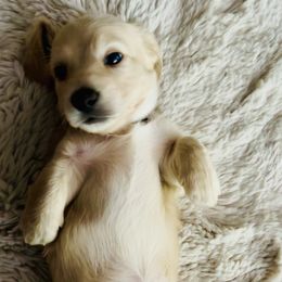 Boy 3 - Cream male Dachshund puppy in Silverdale, Washington from Guiley Doxies