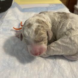 Autumn (orange collar) - Parti female Poodle puppy in Port Saint Lucie, Florida from Abbott Standard Poodles