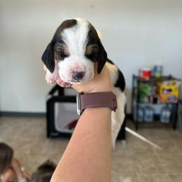 Boy 4 - Black brown and white male Basset Hound puppy in Las Animas, Colorado from J&D Dachsies