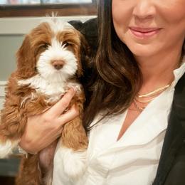 Australian Labradoodle Puppies from Berrybrook Doodles