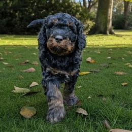 Serenity - Tri-color female Bernedoodle puppy in Atlanta, Georgia from Home Grown Hearts Doodles