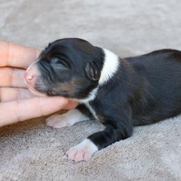 Jade - Black Tri AKC - Black female Border Collie puppy in Courtland, Alabama from C Bar C Ranch Border Collies
