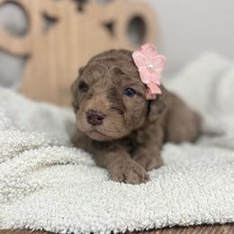 Ember-Pink Collar - Chocolate merle female Bernedoodle puppy in Oak Hills, California from High Desert Doodles