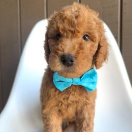 Mojito - Apricot male Goldendoodle puppy in Mount Pleasant, Tennessee from Doodle My Heart