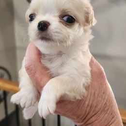 Buffy - Cream female Chihuahua puppy in Tremonten, Utah from Qu-Te's Chihuahuas
