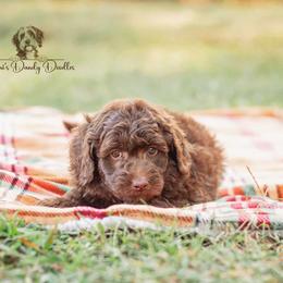 Aussiedoodle Puppies from Dani's Dandy Doodles
