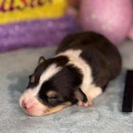 Black Collar Male - Black and tan male Pembroke Welsh Corgi puppy in Derby, Iowa from Newton Hay & Cattle