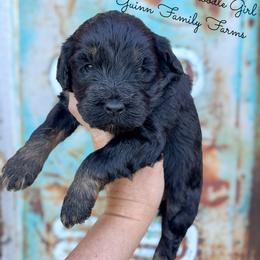 Cinder - Phantom female Bernedoodle puppy in Grove, Oklahoma from Guinn Family Farms