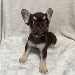 Brownie - Tricolors female French Bulldog puppy in Fulton, Missouri from FamLee Frenchies