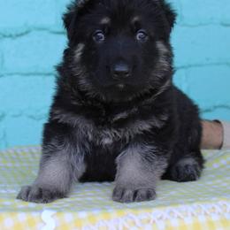 White colored male - Black and silver male German Shepherd puppy in Yakima, Washington from Bahr-S German Shepherds