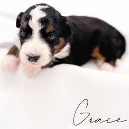 Grace - Tri-color female Bernedoodle puppy in Tipton, Indiana from Country Creek Doodles