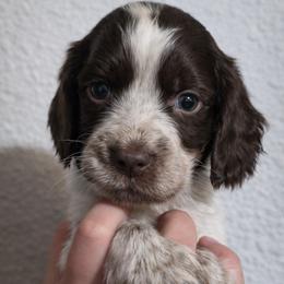 Malie - Tri-Roan female English Springer Spaniel puppy in Florida from Thunderbird Springers