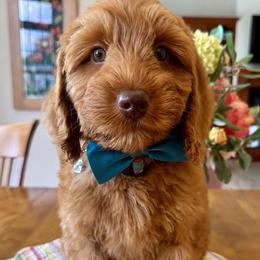Ben - Caramel red male Australian Labradoodle puppy in Pella, Iowa from Iowa's Lake Park Labradoodles