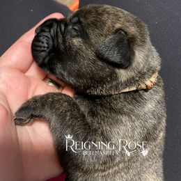 Bullmastiff Puppies from Reigning Rose Bullmastiffs