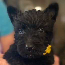 Scottish Terrier Puppies from HeavenlyScots