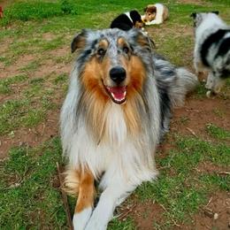 ELI - Collie