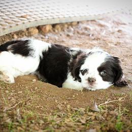 Eva - Brown and white female Cocker Spaniel puppy in Winston Salem, North Carolina from Cocker Cottage